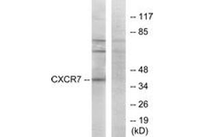 Western blot analysis of extracts from COS7 cells, using CXCR7 Antibody. (CXCR7 anticorps  (AA 311-360))