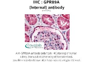 Image no. 1 for anti-G Protein-Coupled Receptor 89A (GPR89A) (Cytoplasmic Loop), (Internal Region) antibody (ABIN1735194)