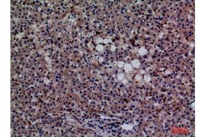 Immunohistochemistry (IHC) analysis of paraffin-embedded Human Liver, antibody was diluted at 1:100. (CD68 anticorps  (Internal Region))