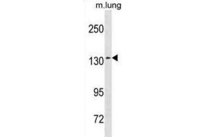Western Blotting (WB) image for anti-SEC31 Homolog A (SEC31A) antibody (ABIN3001341) (SEC31A anticorps)