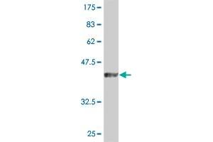 Western Blot detection against Immunogen (46.
