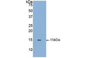 Western blot analysis of recombinant Human GLa. (GLA anticorps  (AA 1-80))