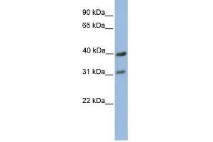 COX3 antibody used at 1 ug/ml to detect target protein.