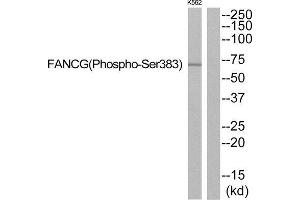 Western Blotting (WB) image for anti-Fanconi Anemia Complementation Group G (FANCG) (pSer383) antibody (ABIN1847718) (FANCG anticorps  (pSer383))