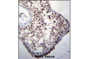 GLCCI1 Antibody (Center) (ABIN656789 and ABIN2846008) immunohistochemistry analysis in formalin fixed and paraffin embedded human testis tissue followed by peroxidase conjugation of the secondary antibody and DAB staining.