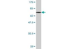 Western Blot detection against Immunogen (75. (PIK3R1 anticorps  (AA 1-454))