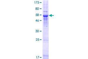 Image no. 1 for Translocase of Outer Mitochondrial Membrane 40 Like (TOMM40L) (AA 1-308) protein (GST tag) (ABIN1323341)