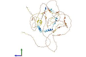 AlphaFold protein structure predicition of Human Recombinant BORA Protein, UniprotID Q6PGQ7