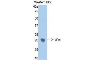 Western Blotting (WB) image for anti-Ectonucleotide Pyrophosphatase/phosphodiesterase 1 (ENPP1) (AA 625-780) antibody (ABIN1858721) (ENPP1 anticorps  (AA 625-780))