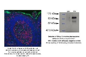 Image no. 3 for anti-PR Domain Containing 1, with ZNF Domain (PRDM1) (AA 199-409) antibody (ABIN363225)