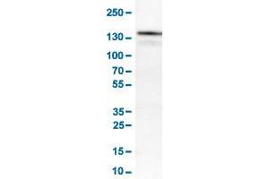 Western Blot analysis of RT-4 cell lysates with KIT monoclonal antibody, clone CL1657 .