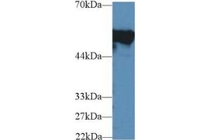 Detection of FGB in Mouse Cerebrum lysate using Polyclonal Antibody to Fibrinogen Beta Chain (FGB)