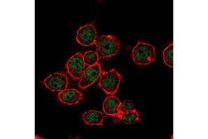 Immunofluorescence analysis of MCF-7 cells using SUZ12 mouse mAb (green). (SUZ12 anticorps)