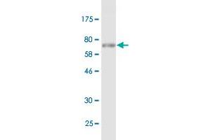 Western Blot detection against Immunogen (74.