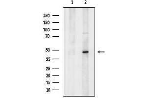 Western blot analysis of lysates from Rat lung, using GFI1 Antibody.