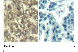 Image no. 1 for anti-Cyclin B1 (CCNB1) (Ser147) antibody (ABIN401648) (Cyclin B1 anticorps  (Ser147))