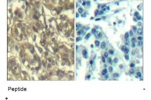 Image no. 1 for anti-Cyclin B1 (CCNB1) (Ser147) antibody (ABIN401648)