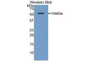Western Blotting (WB) image for anti-Adiponectin Receptor 2 (ADIPOR2) (AA 180-367) antibody (ABIN1857920) (Adiponectin Receptor 2 anticorps  (AA 180-367))