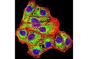 Immunofluorescence analysis of Hela cells using IDH1 mouse mAb (green). (IDH1 anticorps  (AA 156-298))