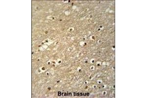 TF Antibody (C-term) (ABIN651633 and ABIN2840338) immunohistochemistry analysis in formalin fixed and paraffin embedded human brain tissue followed by peroxidase conjugation of the secondary antibody and DAB staining. (TFAP4 anticorps  (C-Term))