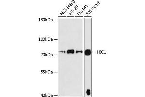 Western blot analysis of extracts of various cell lines, using HIC1 antibody (ABIN6128076, ABIN6141753, ABIN6141755 and ABIN6225059) at 1:3000 dilution.