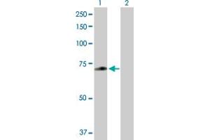 Western Blot analysis of ZNF567 expression in transfected 293T cell line by ZNF567 MaxPab polyclonal antibody. (ZNF567 anticorps  (AA 1-616))