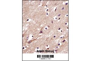 C4orf49 Antibody immunohistochemistry analysis in formalin fixed and paraffin embedded human brain tissue followed by peroxidase conjugation of the secondary antibody and DAB staining.