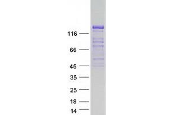 GRID2IP Protein (Myc-DYKDDDDK Tag)