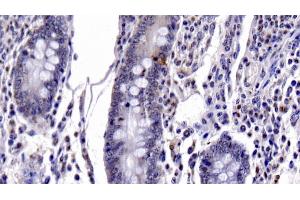 Detection of CASP6 in Bovine Small intestine Tissue using Monoclonal Antibody to Caspase 6 (CASP6) (Caspase 6 anticorps  (AA 81-179))