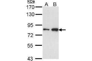 WB Image Sample (30 ug of whole cell lysate) A: A431 , B: H1299 7.