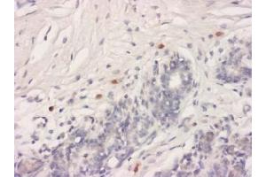 Immunohistochemistry (IHC) image for anti-HtrA Serine Peptidase 2 (HTRA2) antibody (ABIN1107619)