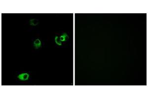 Immunofluorescence (IF) image for anti-Dopamine Receptor D4 (DRD4) (C-Term) antibody (ABIN1852847) (DRD4 anticorps  (C-Term))