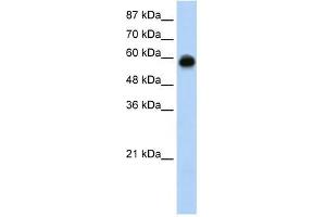 KEAP1 antibody used at 0.