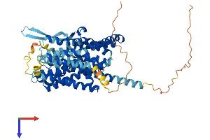 AlphaFold protein structure predicition of Human Recombinant SLC1A4 Protein, UniprotID P43007