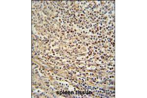GSDMC antibody immunohistochemistry analysis in formalin fixed and paraffin embedded human spleen tissue followed by peroxidase conjugation of the secondary antibody and DAB staining. (MLZE anticorps  (AA 218-246))