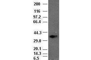 Goosecoid antibody (1D7) at1:1000 dilution + lysates from HEK-293T cells transfected with human Gooscoid expression vector (GSC anticorps  (AA 107-257))