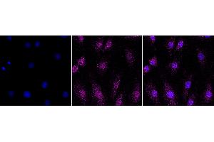 Immunocytochemical staining of H9C2 cells with Period circadian regulator 3 antibody (ABIN7799773), 1:1,000).