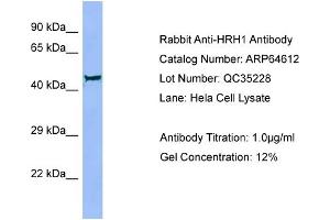 Western Blotting (WB) image for anti-Histamine Receptor H1 (HRH1) (Middle Region) antibody (ABIN2789899) (HRH1 anticorps  (Middle Region))