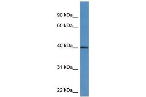 Western Blotting (WB) image for anti-ATPase Family, AAA Domain Containing 1 (ATAD1) (C-Term) antibody (ABIN2788535) (ATAD1 anticorps  (C-Term))