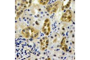 Immunohistochemical analysis of AHCYL1 staining in rat kidney formalin fixed paraffin embedded tissue section. (AHCYL1 anticorps)