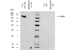 Western bloting analysis of human CD34 using mouse monoclonal antibody 4H11[APG] on lysates of TF-1 cell line and HEK293T/17 cell line (CD34 non-expressing cell line, negative control) under non-reducing and reducing conditions. (CD34 anticorps)