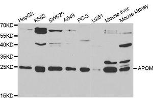Western Blotting (WB) image for anti-Apolipoprotein M (APOM) antibody (ABIN1876524) (Apolipoprotein M anticorps)