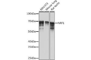 Western blot analysis of extracts of various cell lines, using NRF1 Rabbit mAb (ABIN7269022) at 1:1000 dilution. (NRF1 anticorps)