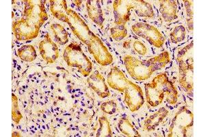 Immunohistochemistry of paraffin-embedded human kidney tissue using ABIN7145263 at dilution of 1:100 (BCAM anticorps  (AA 447-547))
