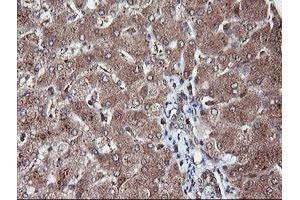 Image no. 1 for anti-Ret Finger Protein-Like 3 (RFPL3) antibody (ABIN1500675) (RFPL3 anticorps)