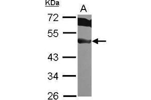 WB Image Sample (30 ug of whole cell lysate) A: HeLa 10% SDS PAGE antibody diluted at 1:1000 (EIF3F anticorps)