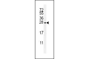 IRGM Antibody (C-term) (ABIN655080 and ABIN2844712) western blot analysis in HepG2 cell line lysates (35 μg/lane). (IRGM anticorps  (C-Term))