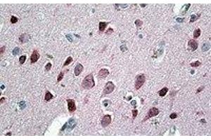 Immunohistochemistry (IHC) image for anti-Neurogranin (NRGN) (Internal Region) antibody (ABIN2464335) (Neurogranin anticorps  (Internal Region))