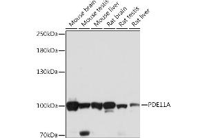 Western blot analysis of extracts of various cell lines, using PDE11A Rabbit pAb (ABIN7269298) at 1:1000 dilution. (PDE11A anticorps  (AA 712-933))