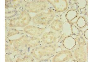 Immunohistochemistry of paraffin-embedded human kidney tissue using ABIN7142399 at dilution of 1:100 (MRPL33 anticorps  (AA 1-65))